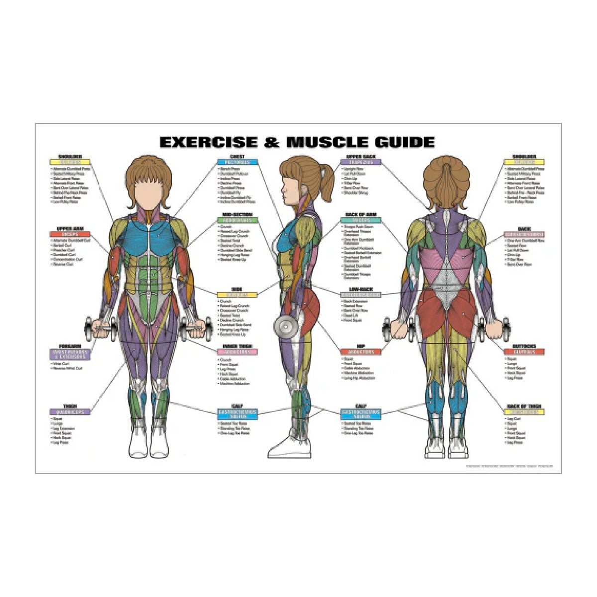 F1 Recreation Gym Wall Chart Poster - Women Exercise & Muscle Guide (NFC1/2B)