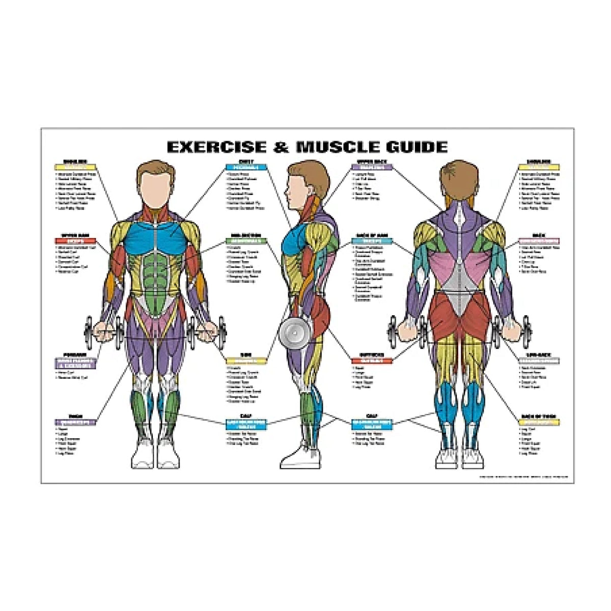 F1 Recreation Gym Wall Chart Poster - Men Exercise & Muscle Guide Fitness Chart (NFC1/2B)
