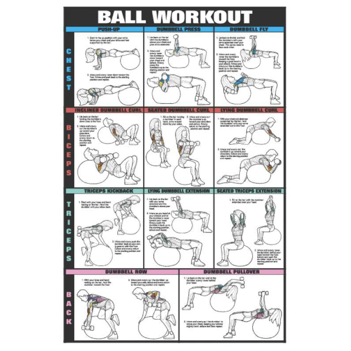 F1 Recreation Gym Wall Chart Poster - Ball Workout - Chest, Biceps, Triceps & Forearm (CEF10B)